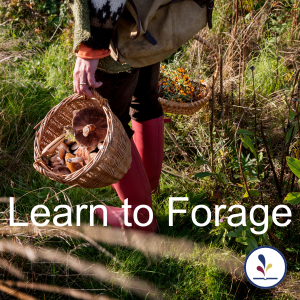 Learn to Forage