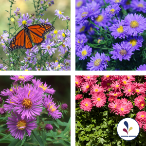 four photos of different asters, one with a butterfly