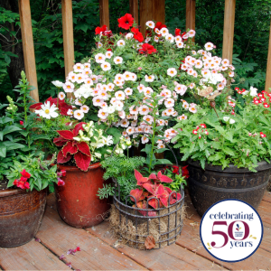 Flowers growing in flowerpots