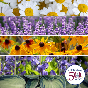 Perrenials: daisies, lavender, brown eyed susan, indigo, hosta