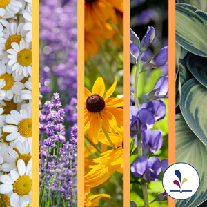 Daisy, lavender, brown eyed susan, indigo, hosta