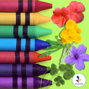 Colorful crayons and flowers